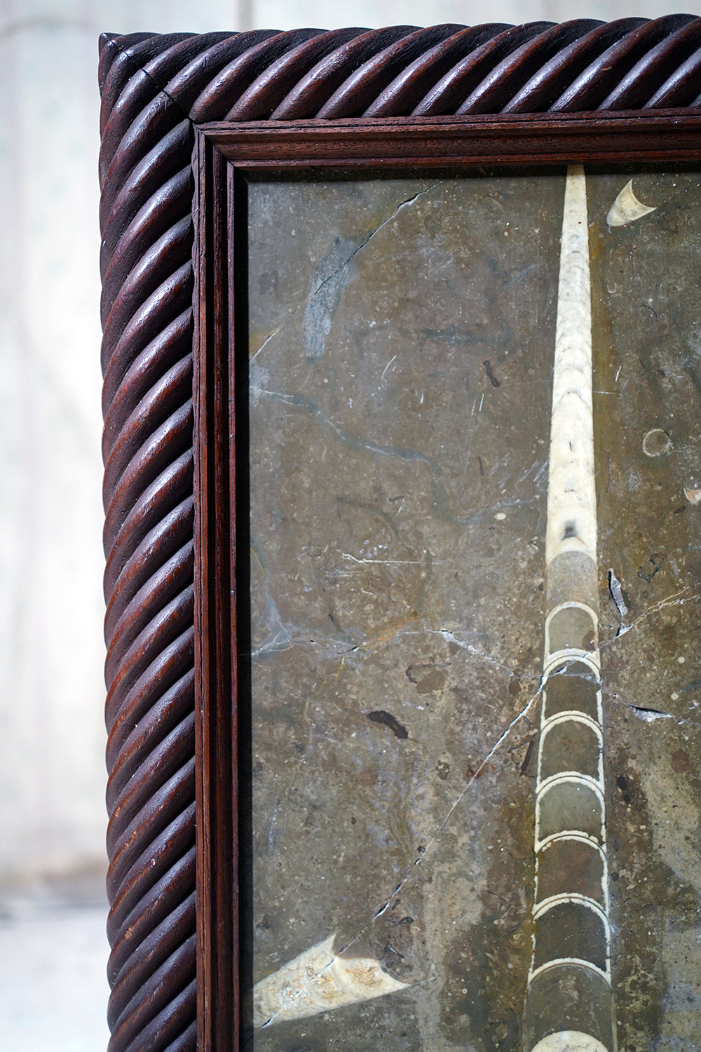 A Good Ordovician Period Orthoceras Specimen in a William IV Frame