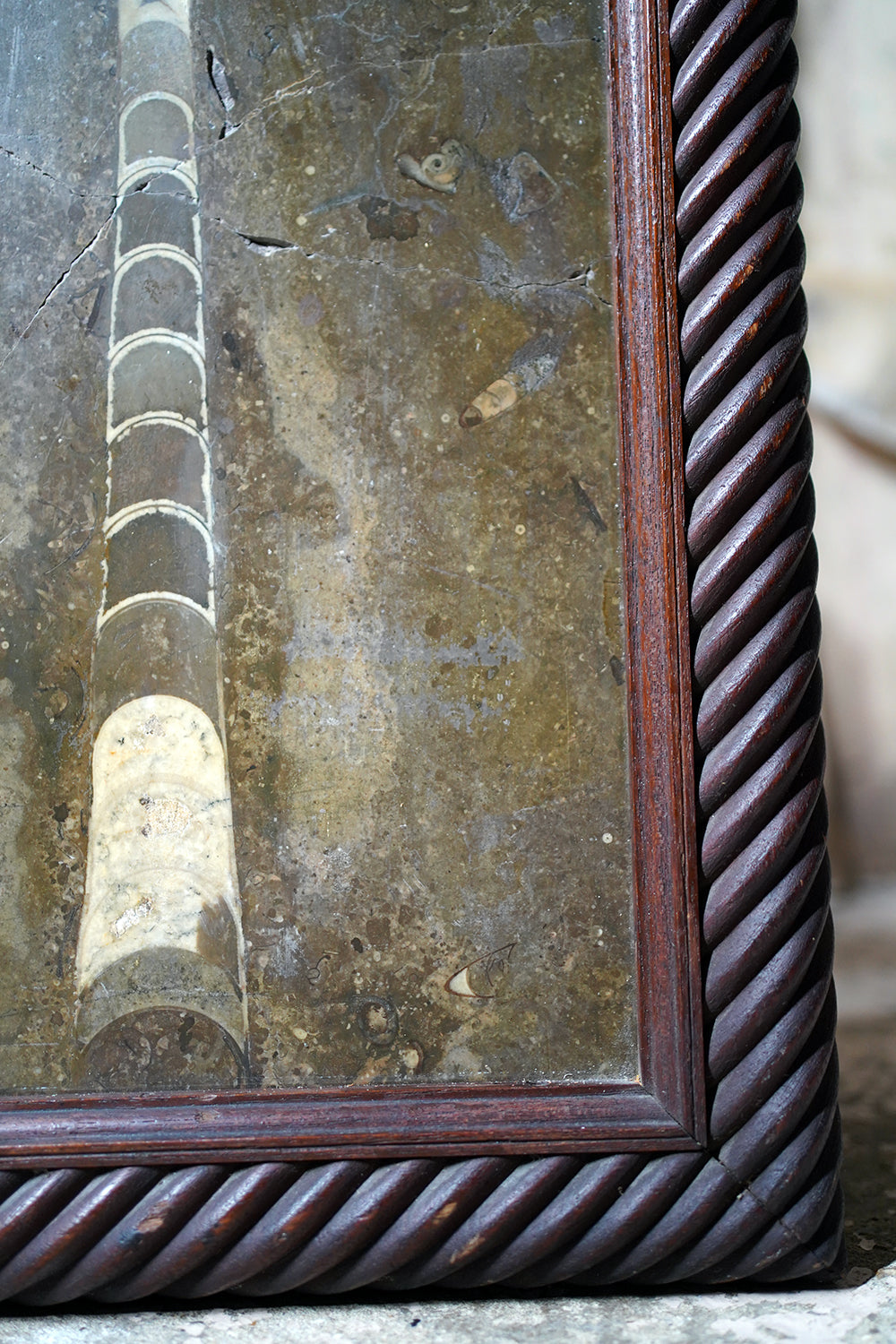 A Good Ordovician Period Orthoceras Specimen in a William IV Frame