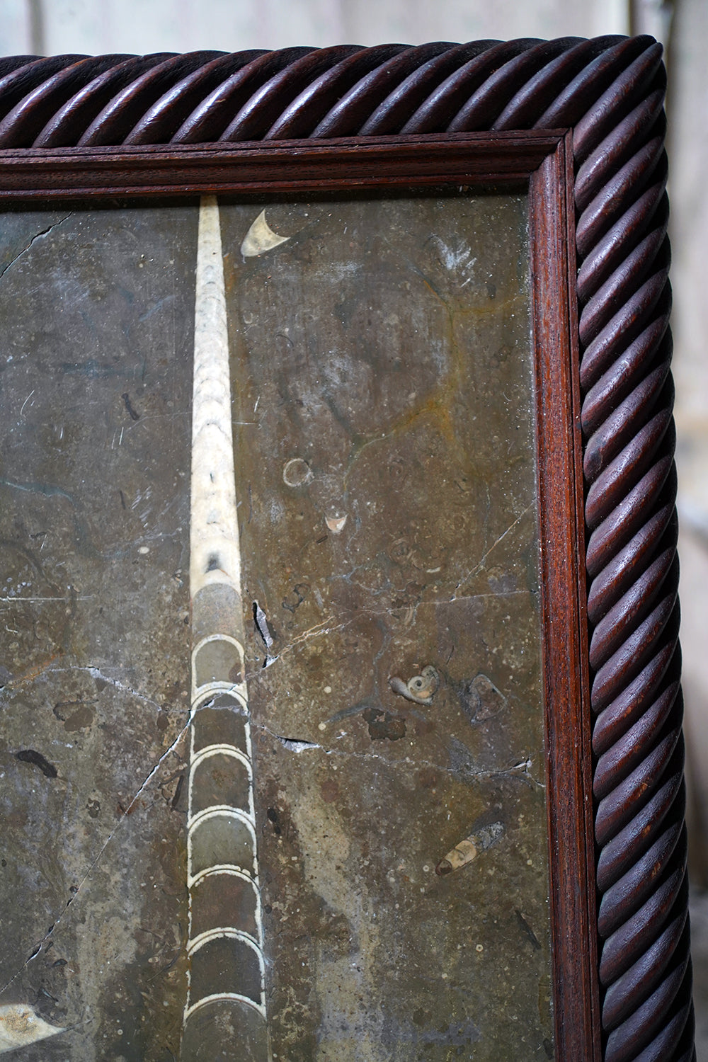 A Good Ordovician Period Orthoceras Specimen in a William IV Frame