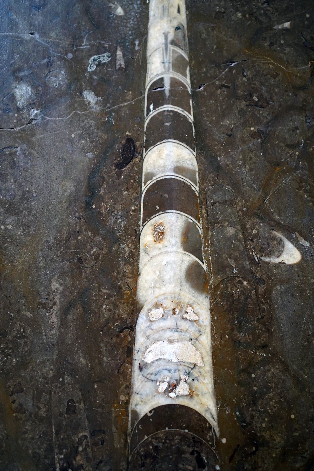A Good Ordovician Period Orthoceras Specimen in a William IV Frame