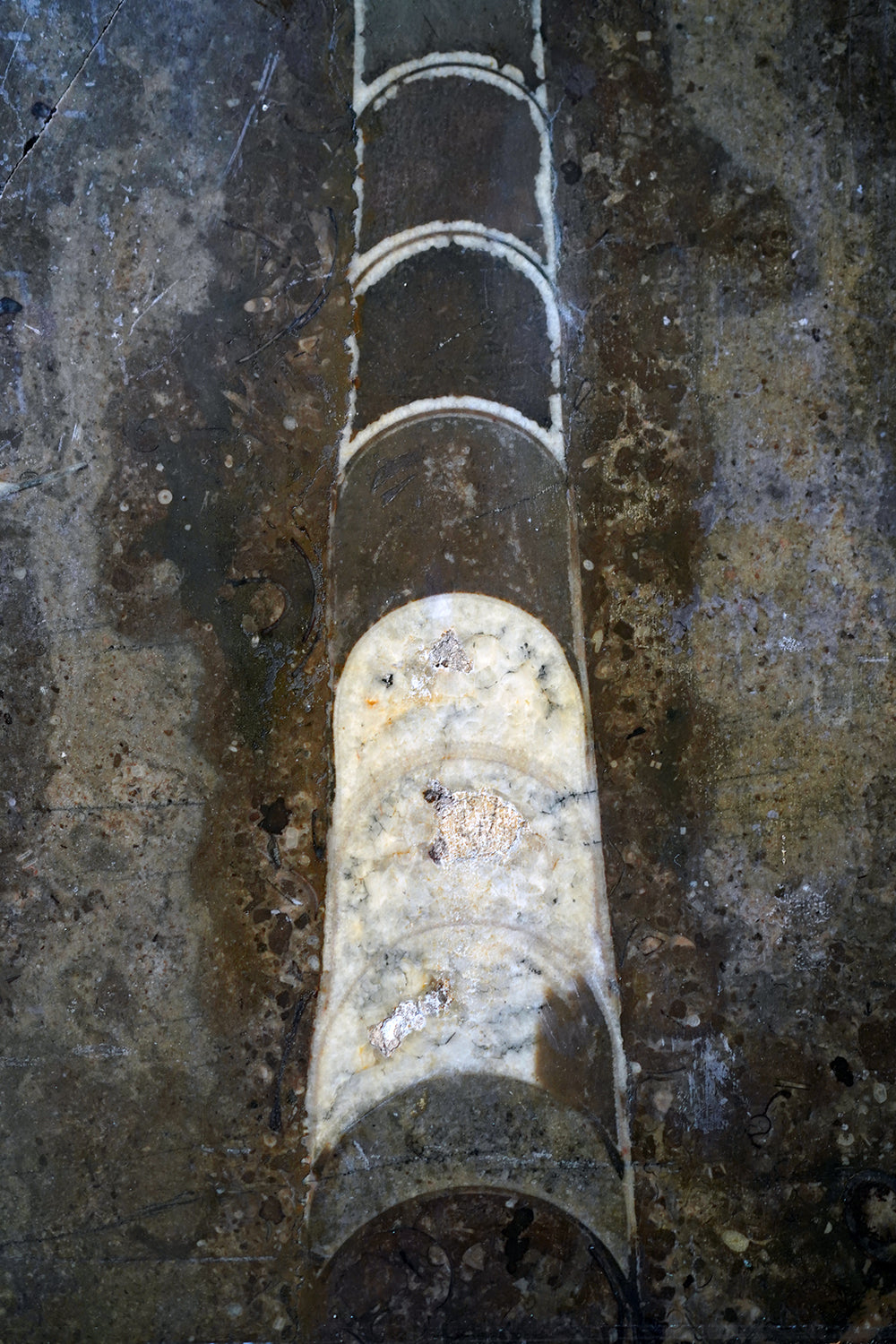 A Good Ordovician Period Orthoceras Specimen in a William IV Frame