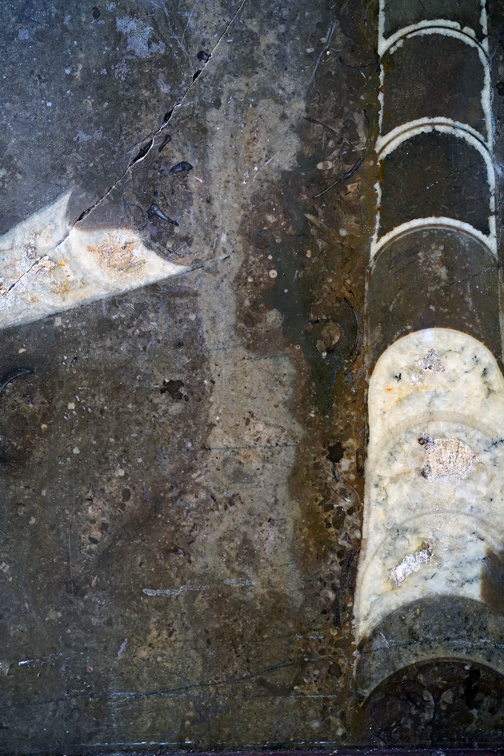 A Good Ordovician Period Orthoceras Specimen in a William IV Frame