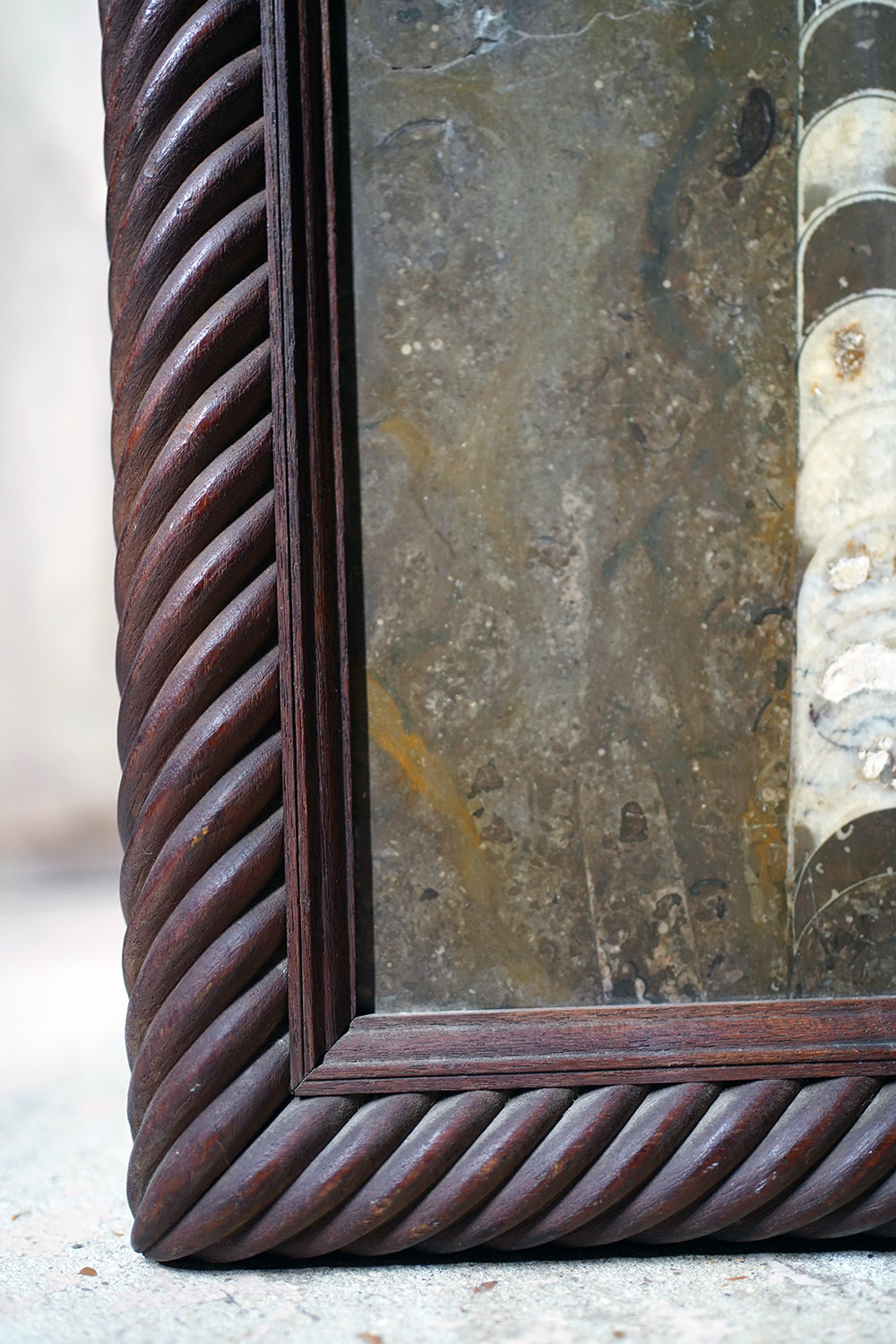A Good Ordovician Period Orthoceras Specimen in a William IV Frame