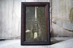 A Good Ordovician Period Orthoceras Specimen in a William IV Frame