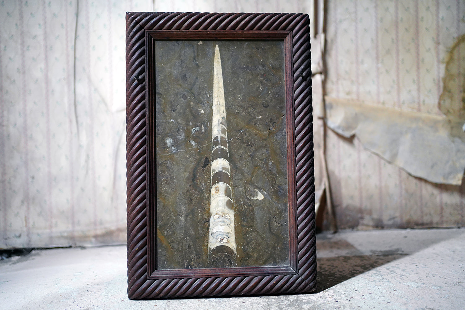 A Good Ordovician Period Orthoceras Specimen in a William IV Frame