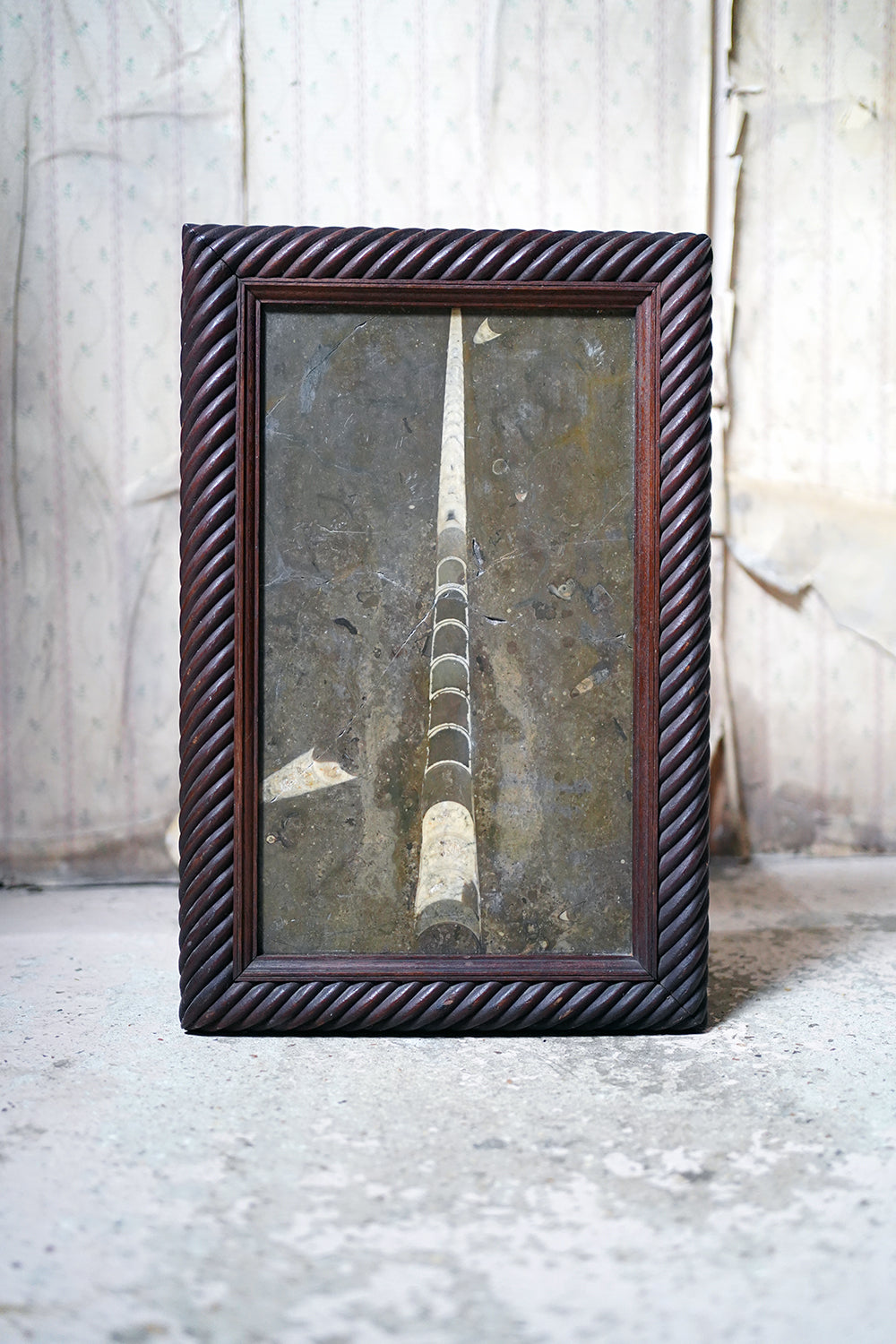 A Good Ordovician Period Orthoceras Specimen in a William IV Frame