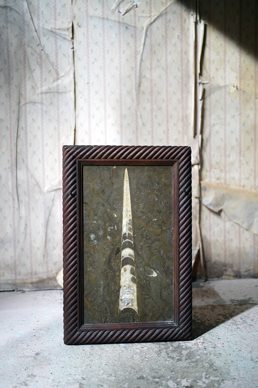 A Good Ordovician Period Orthoceras Specimen in a William IV Frame
