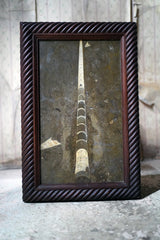 A Good Ordovician Period Orthoceras Specimen in a William IV Frame