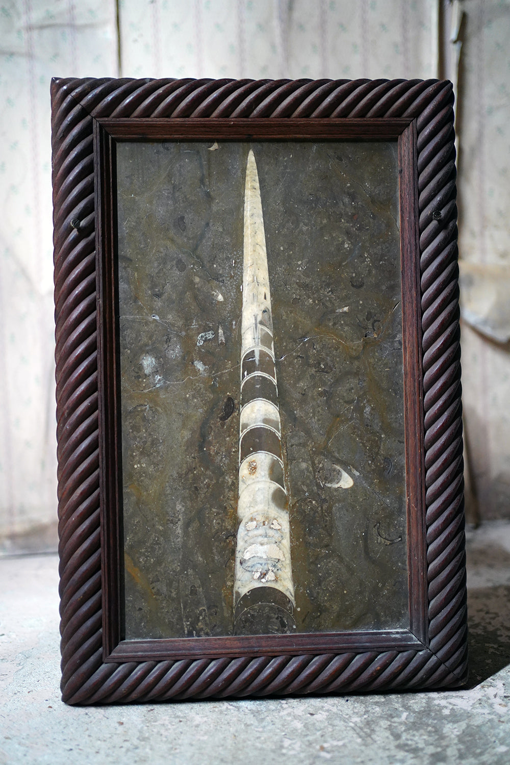 A Good Ordovician Period Orthoceras Specimen in a William IV Frame
