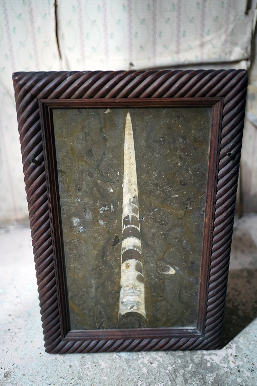 A Good Ordovician Period Orthoceras Specimen in a William IV Frame