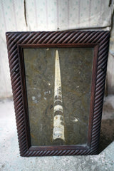 A Good Ordovician Period Orthoceras Specimen in a William IV Frame
