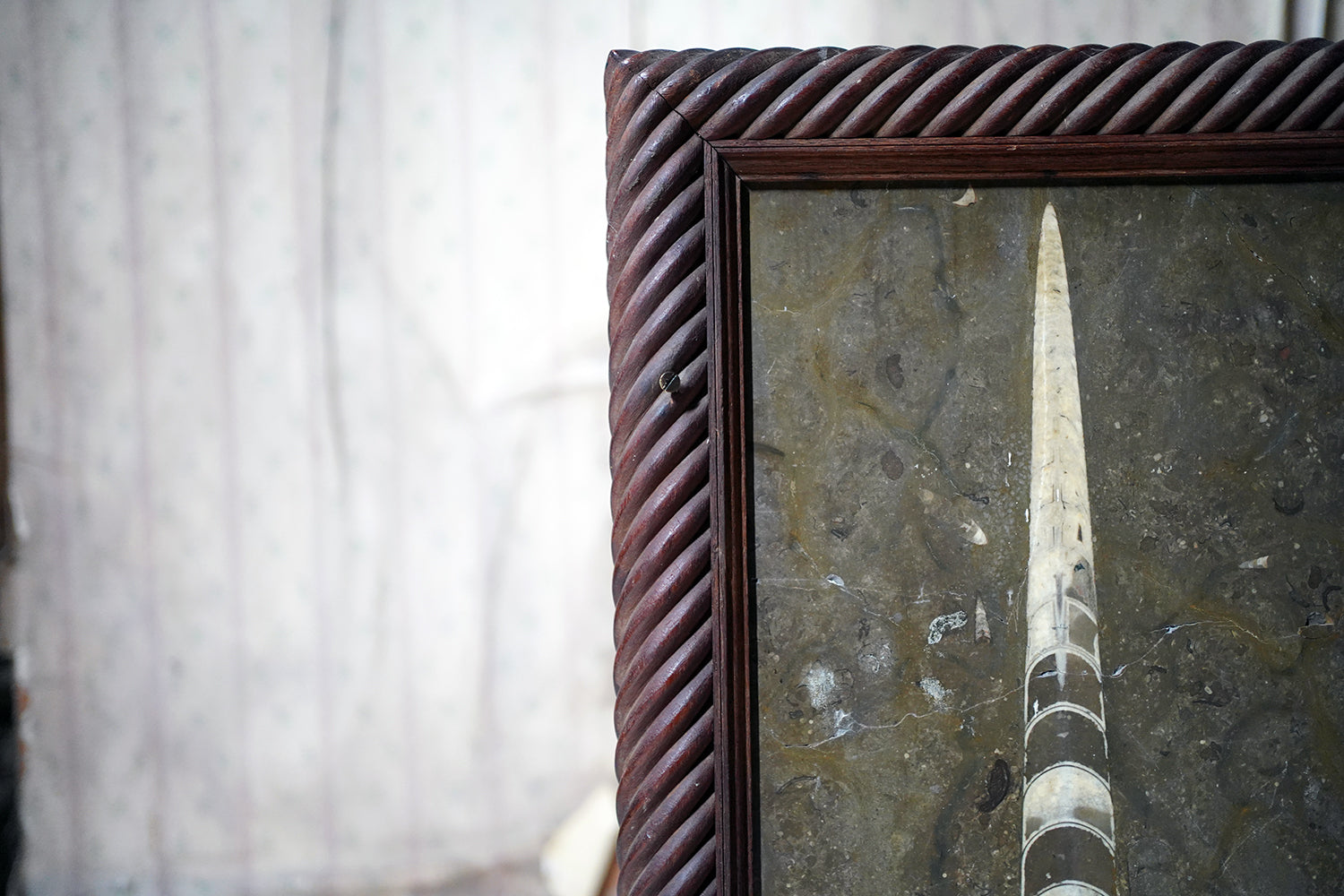 A Good Ordovician Period Orthoceras Specimen in a William IV Frame