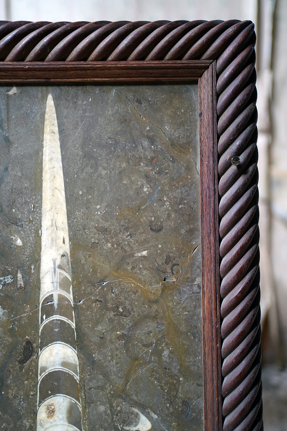 A Good Ordovician Period Orthoceras Specimen in a William IV Frame