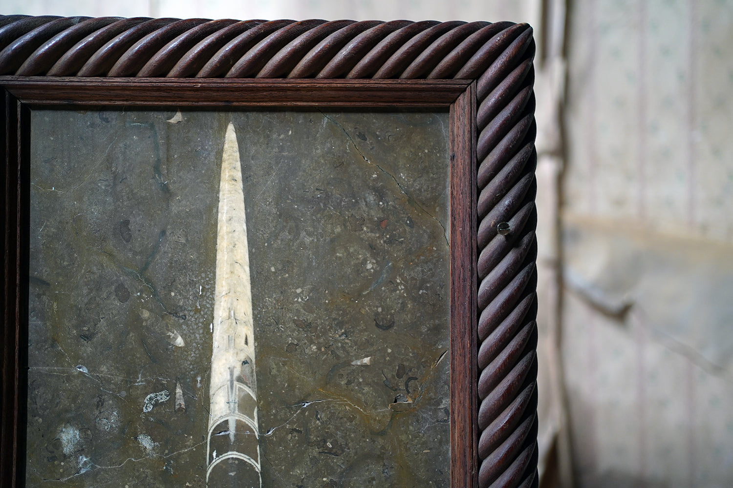 A Good Ordovician Period Orthoceras Specimen in a William IV Frame