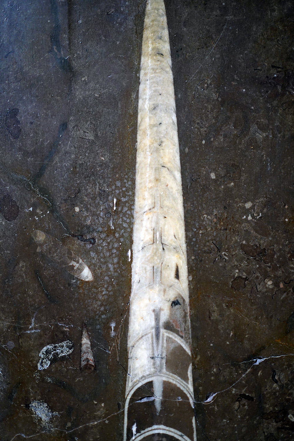 A Good Ordovician Period Orthoceras Specimen in a William IV Frame
