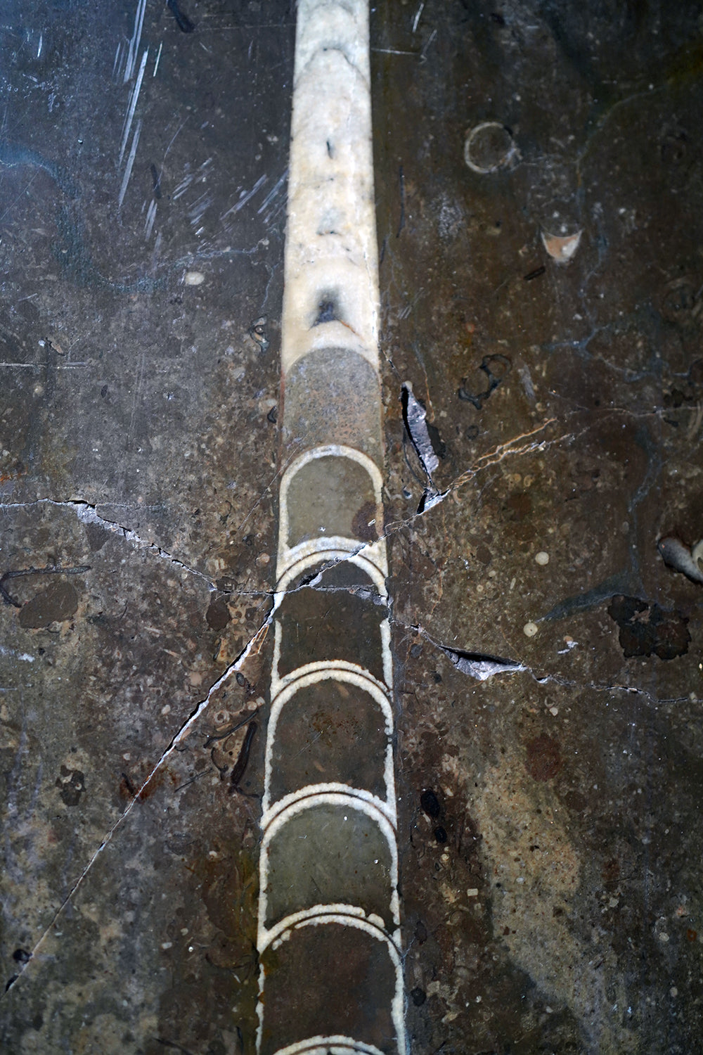 A Good Ordovician Period Orthoceras Specimen in a William IV Frame