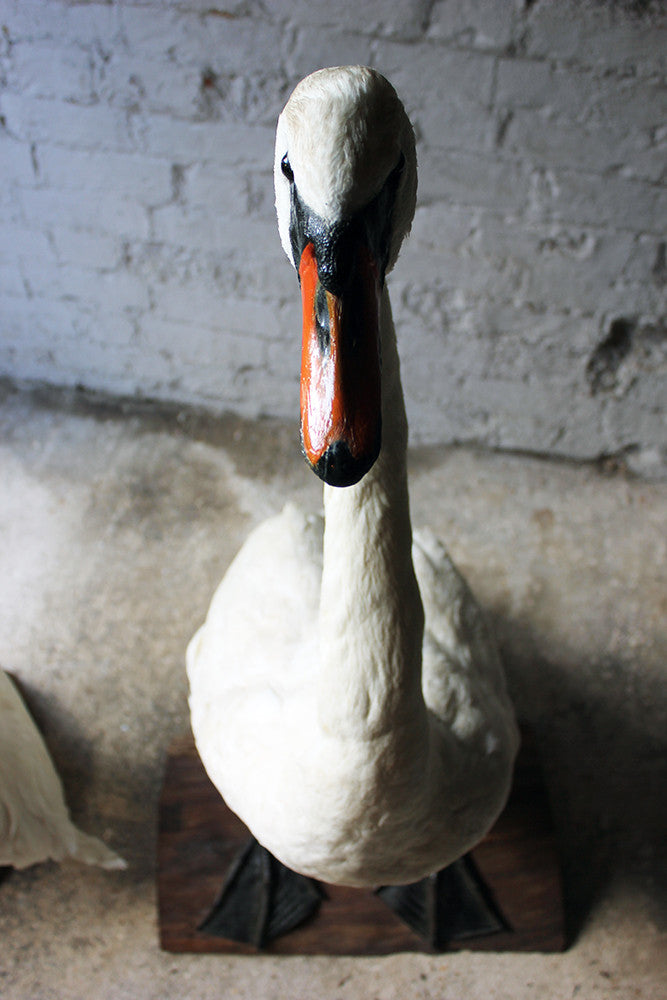 A Glorious Rare Pair of Large Mature Mid 20thC Taxidermy Swans