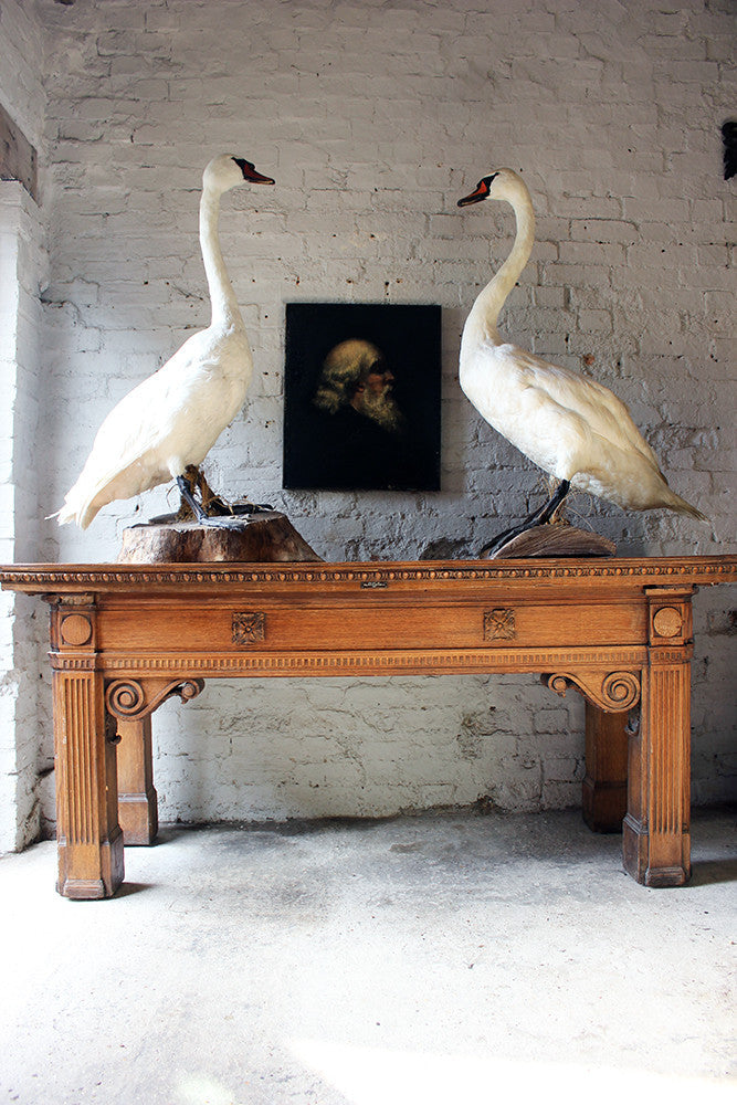 A Glorious Rare Pair of Large Mature Mid 20thC Taxidermy Swans