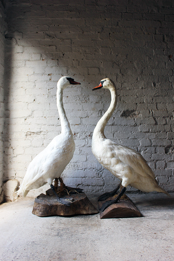 A Glorious Rare Pair of Large Mature Mid 20thC Taxidermy Swans