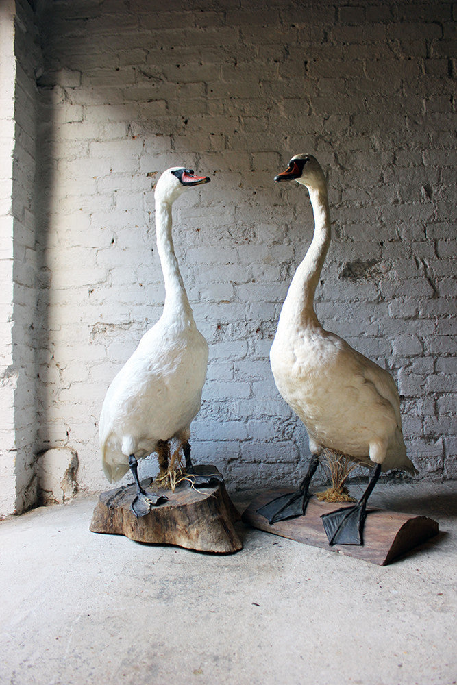 A Glorious Rare Pair of Large Mature Mid 20thC Taxidermy Swans