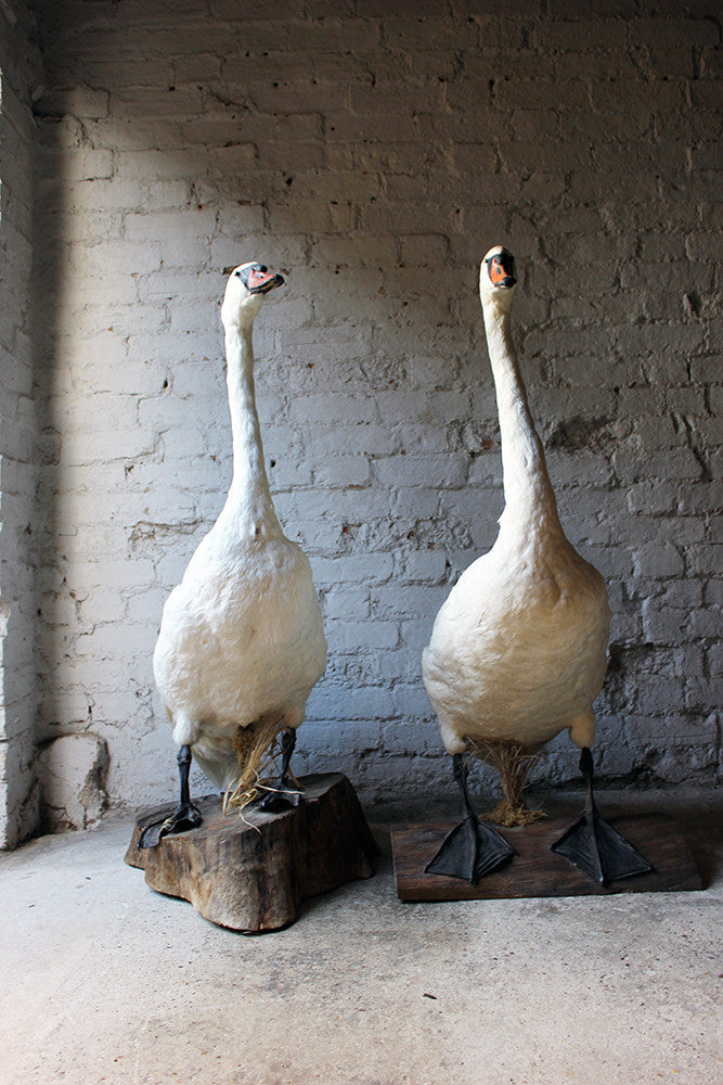 A Glorious Rare Pair of Large Mature Mid 20thC Taxidermy Swans