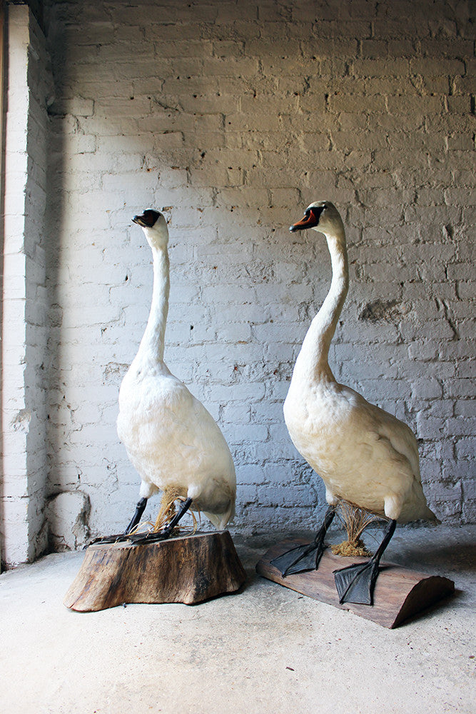 A Glorious Rare Pair of Large Mature Mid 20thC Taxidermy Swans