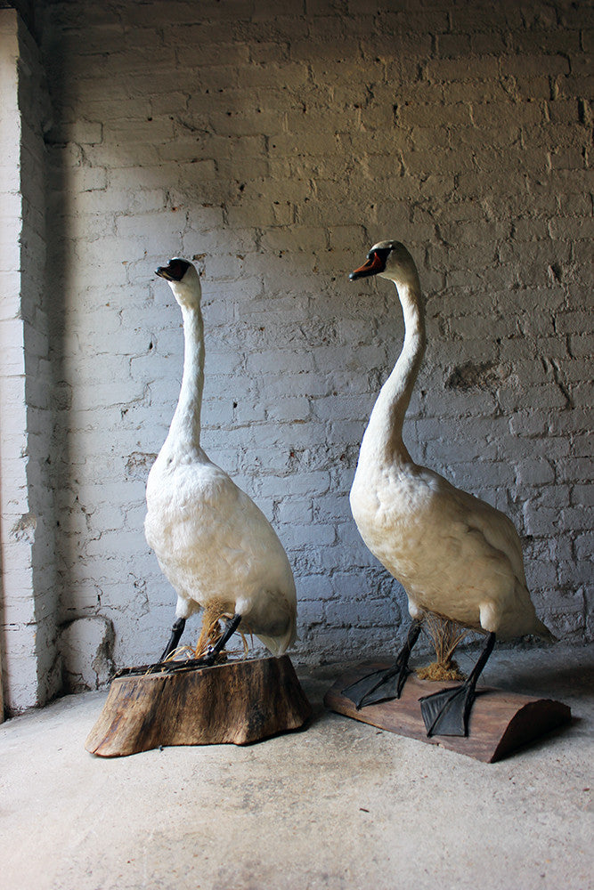 A Glorious Rare Pair of Large Mature Mid 20thC Taxidermy Swans