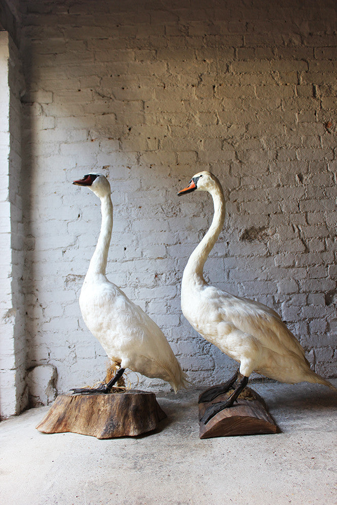 A Glorious Rare Pair of Large Mature Mid 20thC Taxidermy Swans