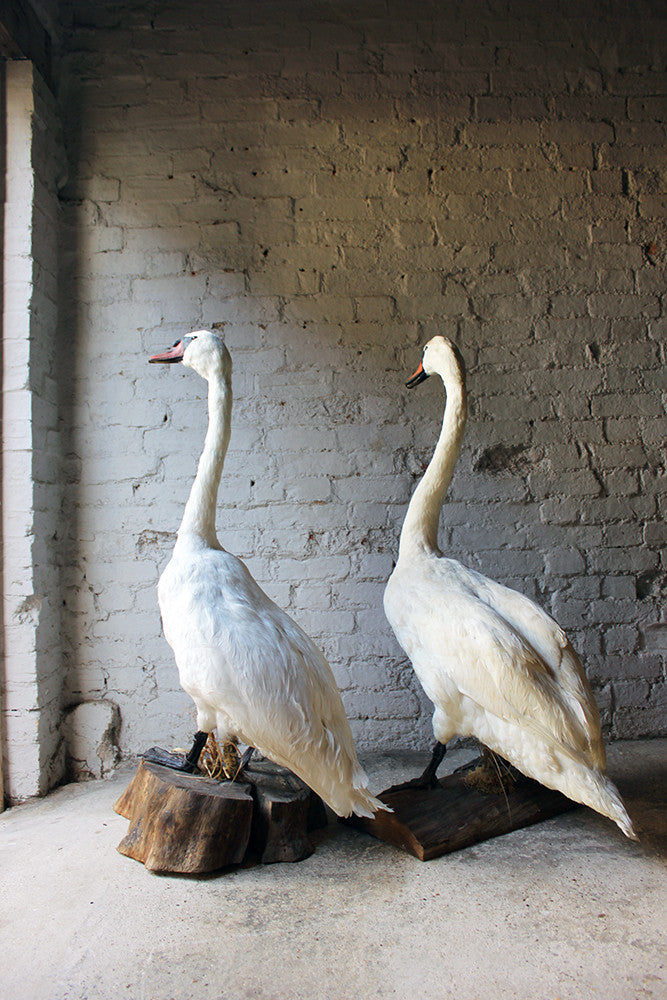 A Glorious Rare Pair of Large Mature Mid 20thC Taxidermy Swans