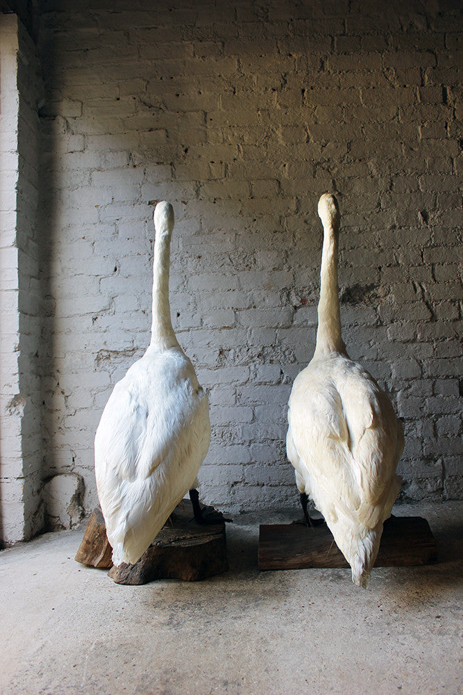 A Glorious Rare Pair of Large Mature Mid 20thC Taxidermy Swans