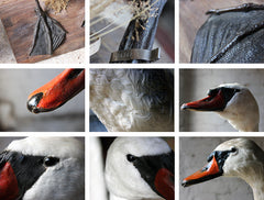 A Glorious Rare Pair of Large Mature Mid 20thC Taxidermy Swans