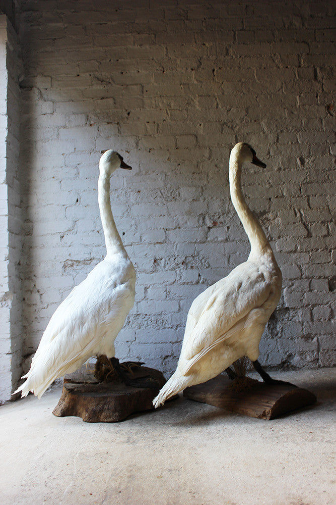 A Glorious Rare Pair of Large Mature Mid 20thC Taxidermy Swans