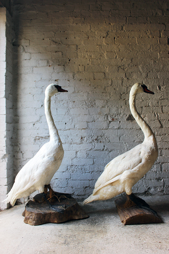 A Glorious Rare Pair of Large Mature Mid 20thC Taxidermy Swans