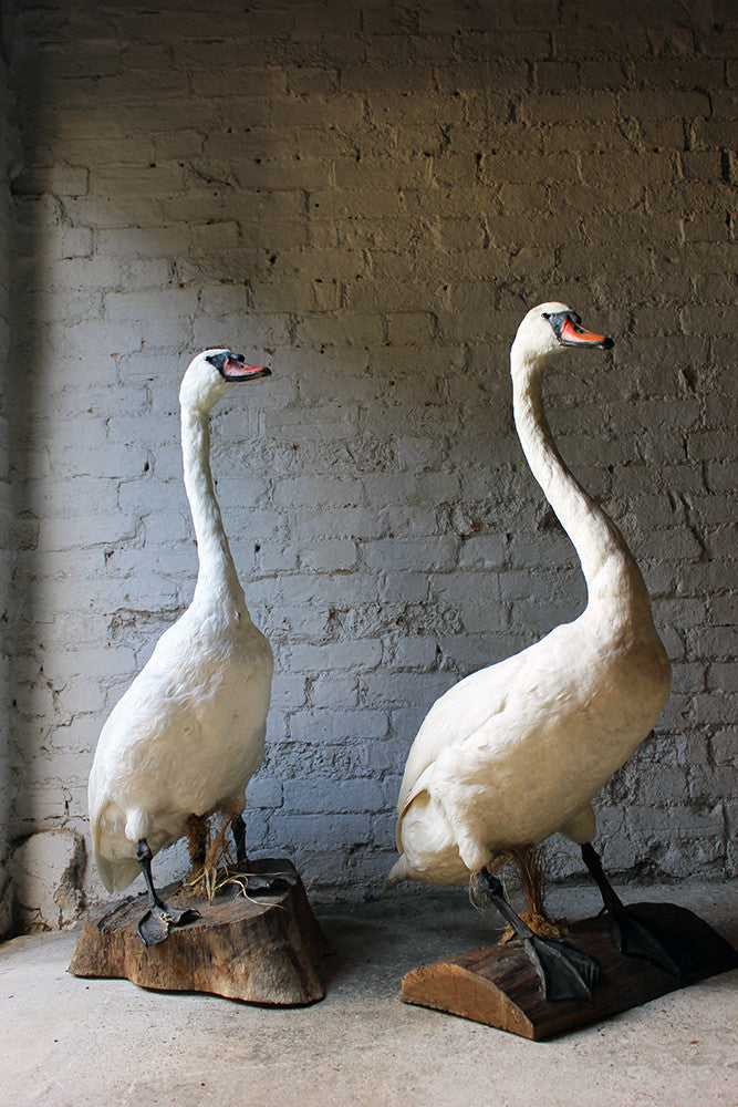 A Glorious Rare Pair of Large Mature Mid 20thC Taxidermy Swans