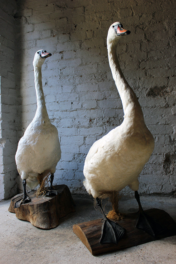 A Glorious Rare Pair of Large Mature Mid 20thC Taxidermy Swans