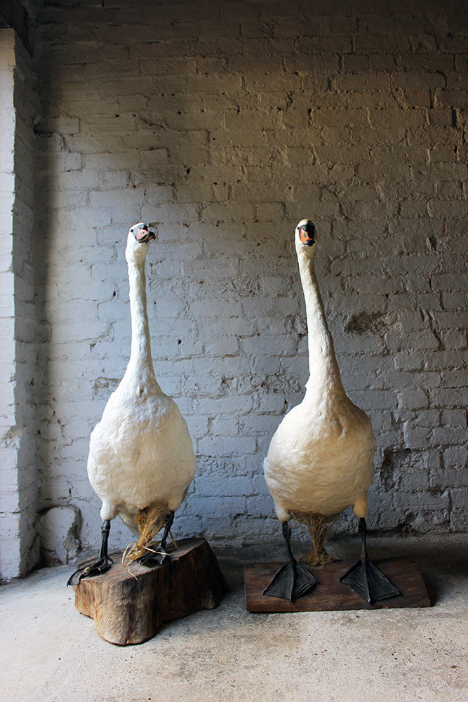 A Glorious Rare Pair of Large Mature Mid 20thC Taxidermy Swans