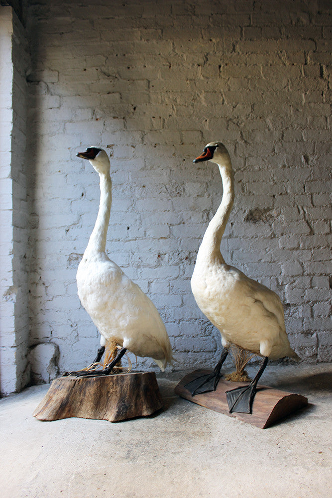 A Glorious Rare Pair of Large Mature Mid 20thC Taxidermy Swans