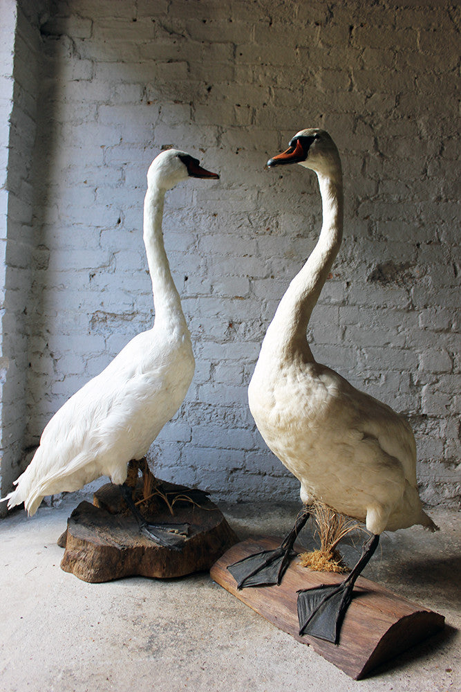 A Glorious Rare Pair of Large Mature Mid 20thC Taxidermy Swans