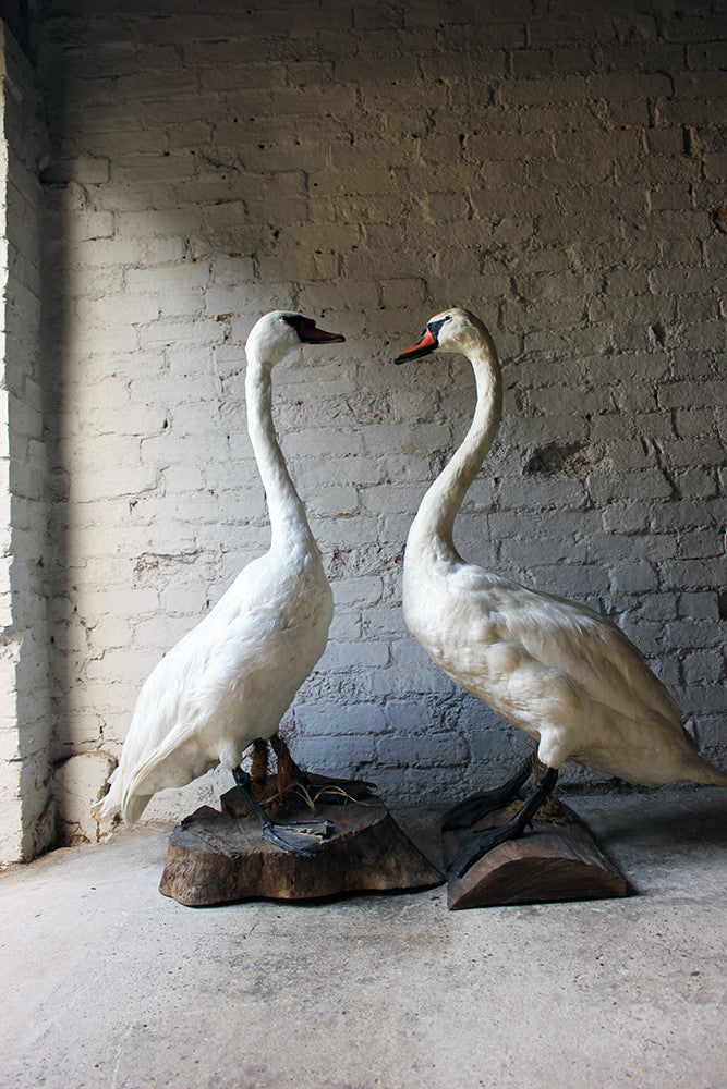 A Glorious Rare Pair of Large Mature Mid 20thC Taxidermy Swans
