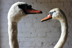 A Glorious Rare Pair of Large Mature Mid 20thC Taxidermy Swans