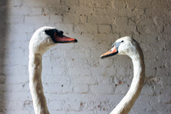 A Glorious Rare Pair of Large Mature Mid 20thC Taxidermy Swans