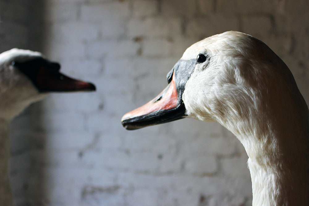A Glorious Rare Pair of Large Mature Mid 20thC Taxidermy Swans