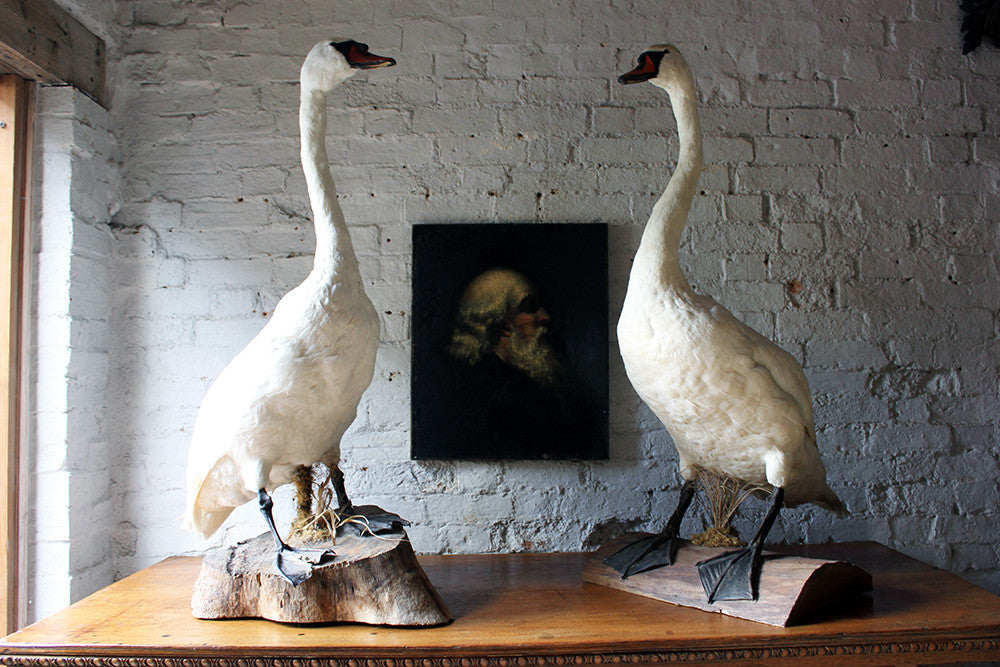 A Glorious Rare Pair of Large Mature Mid 20thC Taxidermy Swans