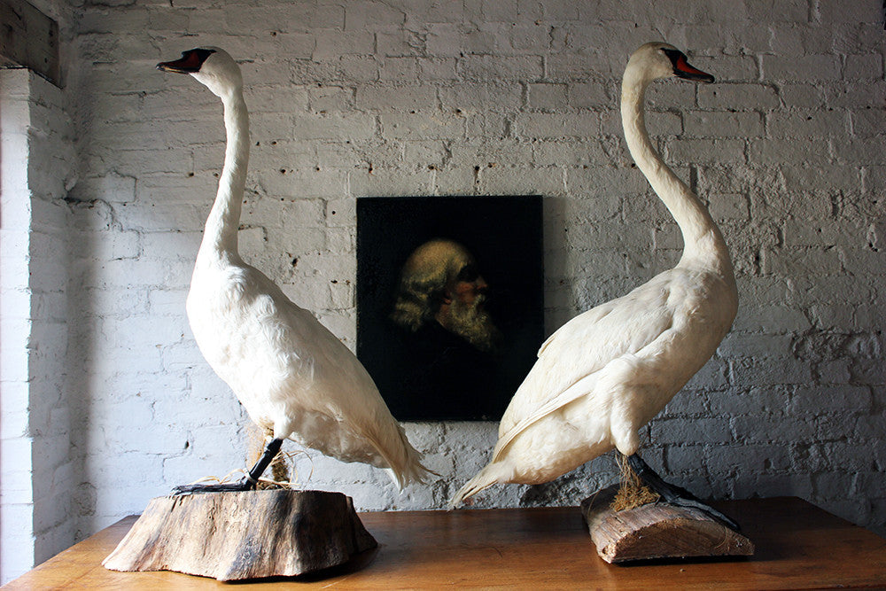 A Glorious Rare Pair of Large Mature Mid 20thC Taxidermy Swans