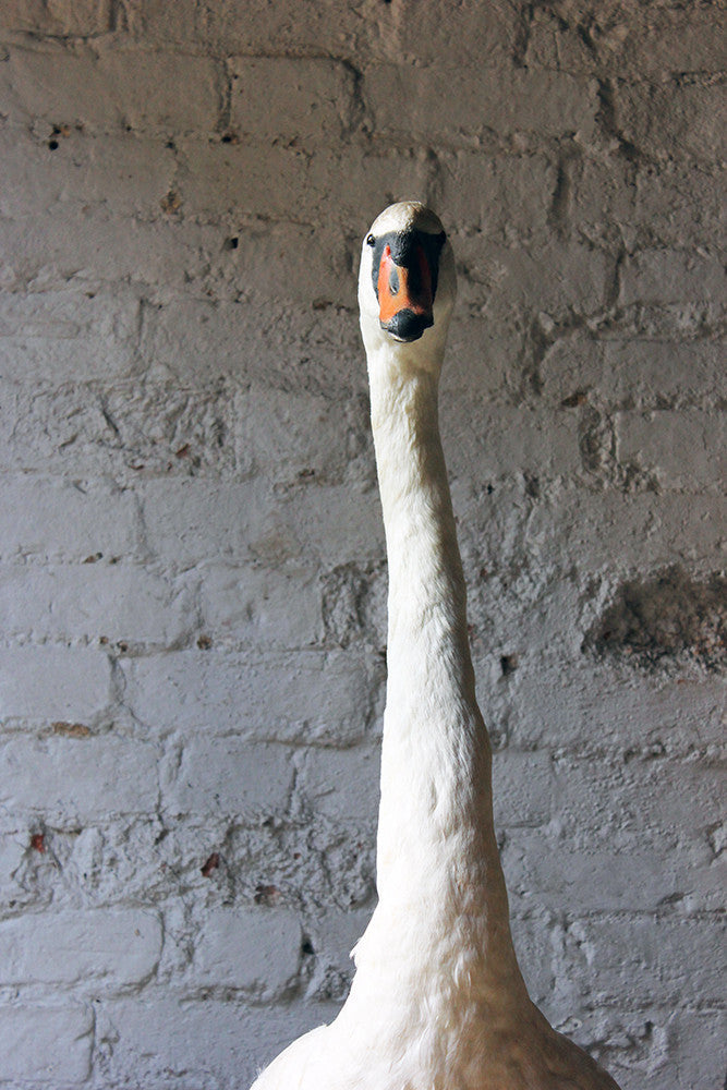 A Glorious Rare Pair of Large Mature Mid 20thC Taxidermy Swans