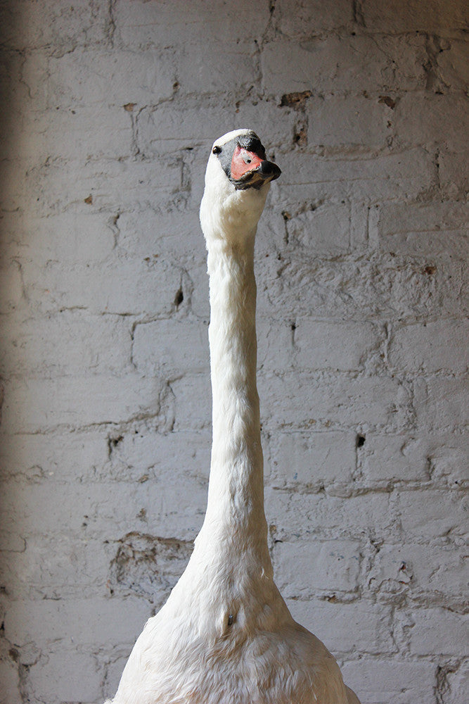 A Glorious Rare Pair of Large Mature Mid 20thC Taxidermy Swans