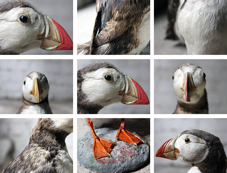 A Delightful Pair of Mid 20thC Taxidermy Atlantic Puffins