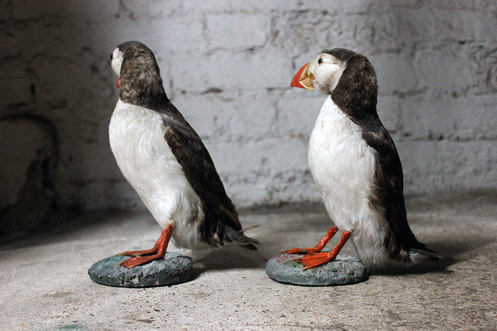 A Delightful Pair of Mid 20thC Taxidermy Atlantic Puffins