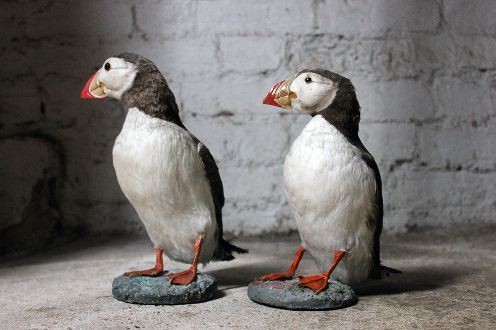 A Delightful Pair of Mid 20thC Taxidermy Atlantic Puffins