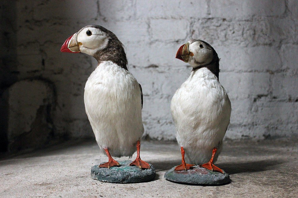 A Delightful Pair of Mid 20thC Taxidermy Atlantic Puffins